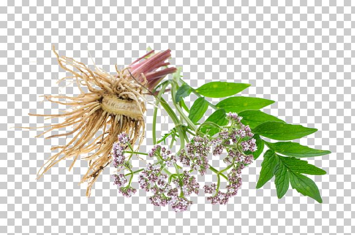 Valerian Officinalis Tintura Madre Common Sage Root PNG, Clipart, Common Sage, Herb, Nervousness, Officinalis, Others Free PNG Download