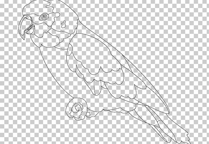 Parrot Coloring Book True Parrot Bird Macaw PNG, Clipart, Adult, Angle, Animals, Arara, Arm Free PNG Download