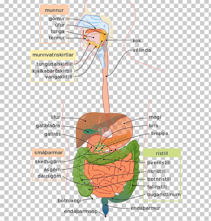Human Digestive System Gastrointestinal Tract Digestion Diagram Human Body PNG, Clipart, Anal Canal, Anatomy, Angle, Area, Descending Colon Free PNG Download