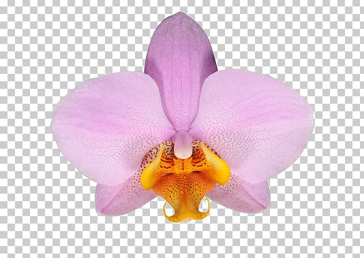 Moth Orchids Cattleya Orchids Flower Stolk Flora PNG, Clipart, Bank, Cattleya, Cattleya Orchids, Christmas Orchid, Continent Free PNG Download