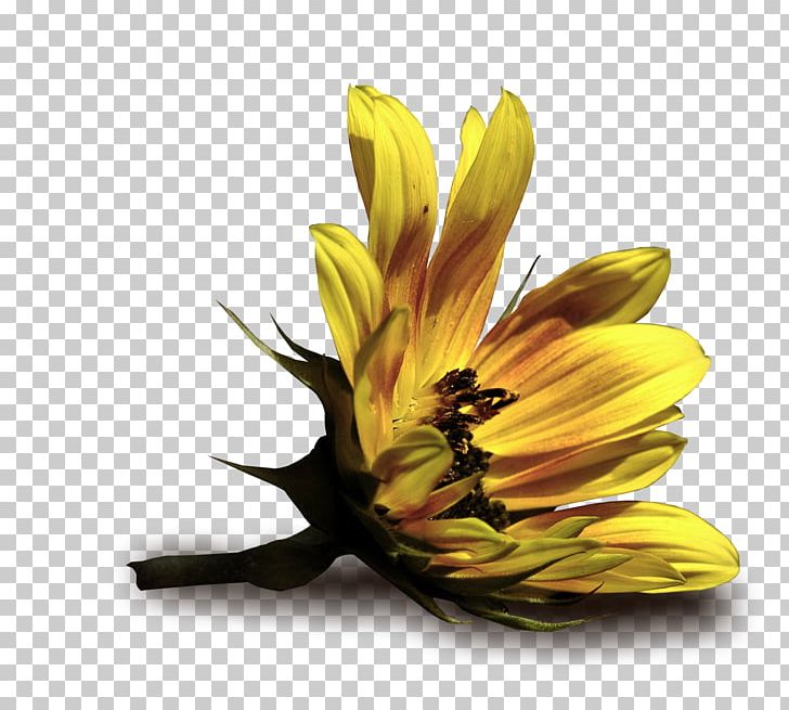 YouTube Flower .eu Kaj Dar PNG, Clipart, Ashley Benson, Celebrities, Com, Daisy Family, Flash Video Free PNG Download