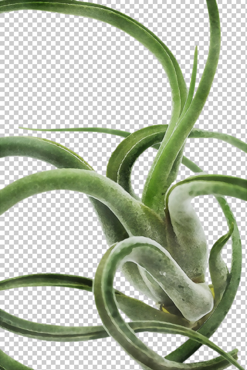 Aloe Vera PNG, Clipart, Aloes, Aloe Vera, Asphodelaceae, Biology, Paint Free PNG Download
