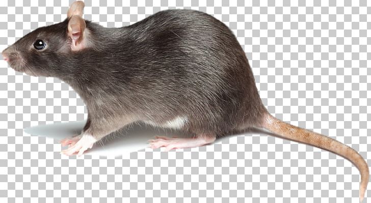 Brown Rat Mouse Rodent Pest Control Black Rat PNG, Clipart, Black Rat, Brown Rat, Dormouse, Fauna, Gerbil Free PNG Download