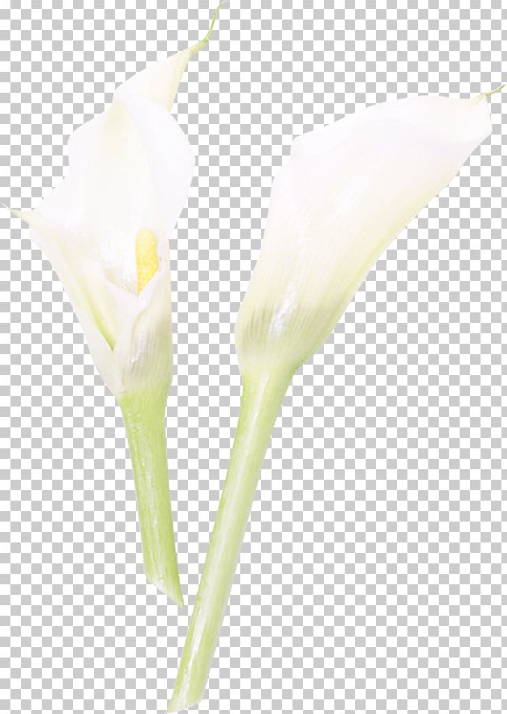 Cut Flowers Orchids Bud Plant Stem PNG, Clipart, 2014, 2017, Advertising, Alismatales, Arum Free PNG Download