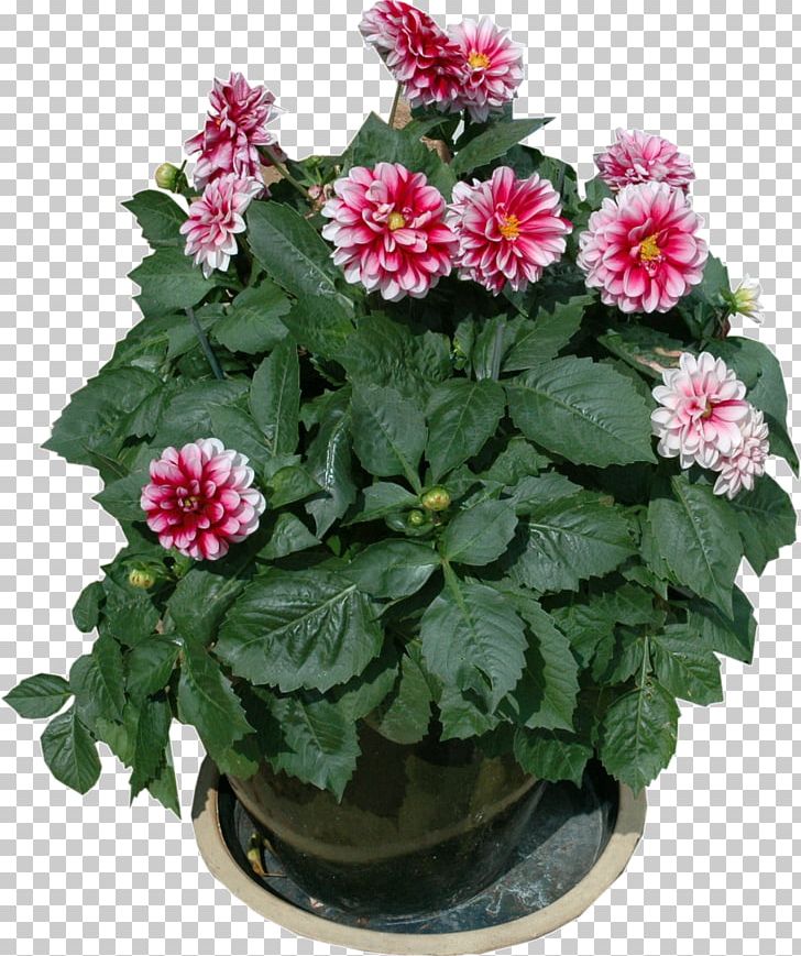 Flowerpot Garden Furniture Houseplant PNG, Clipart, Annual Plant, Aster, Chrysanths, Dahlia, Daisy Family Free PNG Download
