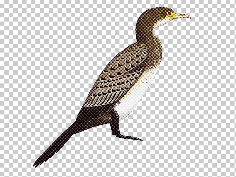 Feather PNG, Clipart, Beak, Biology, Birds, Cormorants, Cranes Free PNG Download
