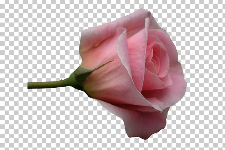 Garden Roses Cabbage Rose Cut Flowers Petal PNG, Clipart, Blue, Bud, Cicek, Cicekler, Closeup Free PNG Download