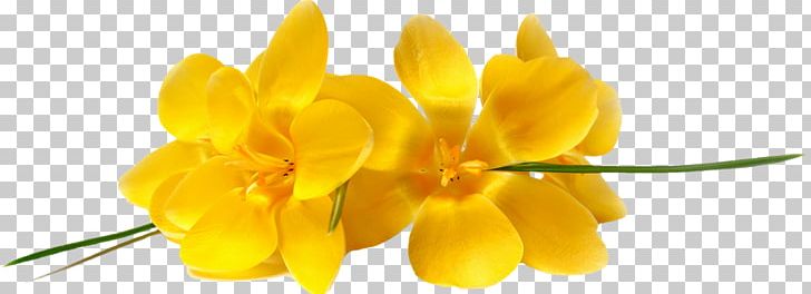 Lossless Compression Flower PNG, Clipart,  Free PNG Download