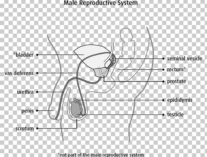 Male Reproductive System Scrotum Testicle Anatomy PNG, Clipart, Angle, Arm, Artwork, Black And White, Cartoon Free PNG Download