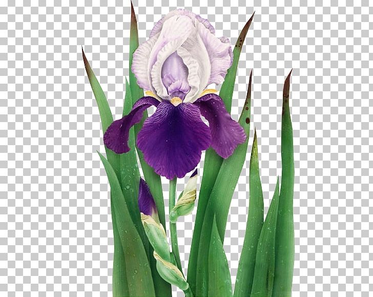 Northern Blue Flag Web Page PNG, Clipart, Blog, Cattleya, Cypripedium, Digital Image, Drawing Free PNG Download