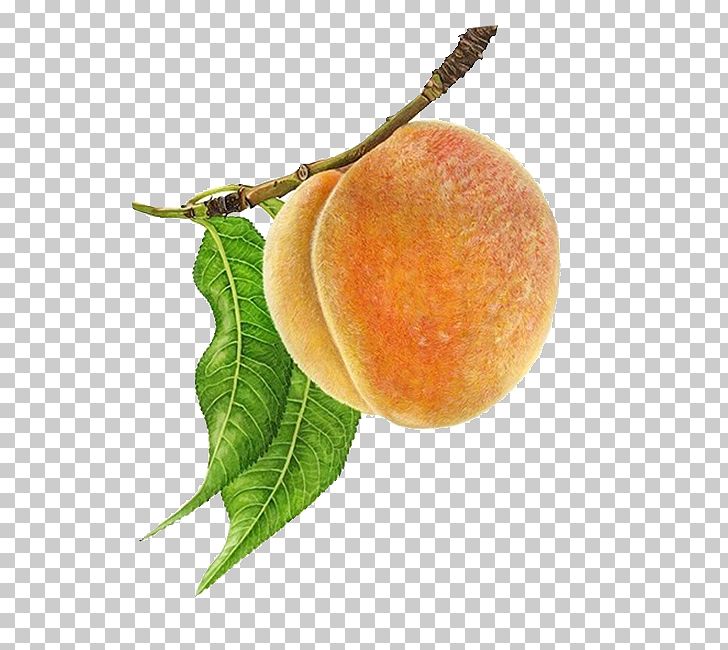 Paper Billy Showell's Botanical Painting In Watercolour Drawing Botanical Illustration PNG, Clipart, Apricot, Art, Billy Showell, Christmas Tree, Coconut Tree Free PNG Download