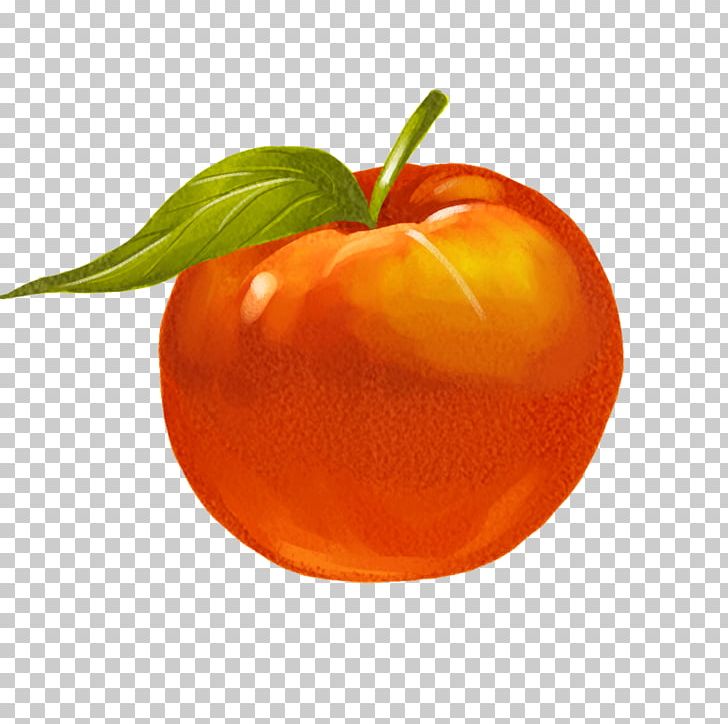 Tomato Architecture Cartoon Auglis PNG, Clipart, Apple, Apple Creative, Cartoon, Chemical Element, Citrus Free PNG Download
