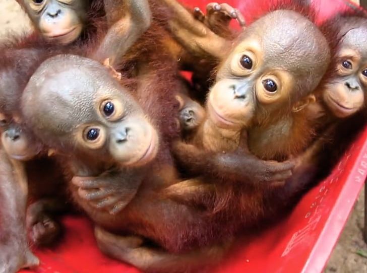 Baby Orangutans Primate Gibbon Chimpanzee PNG, Clipart, Animal, Animals, Ape, Baby, Baby Orangutans Free PNG Download