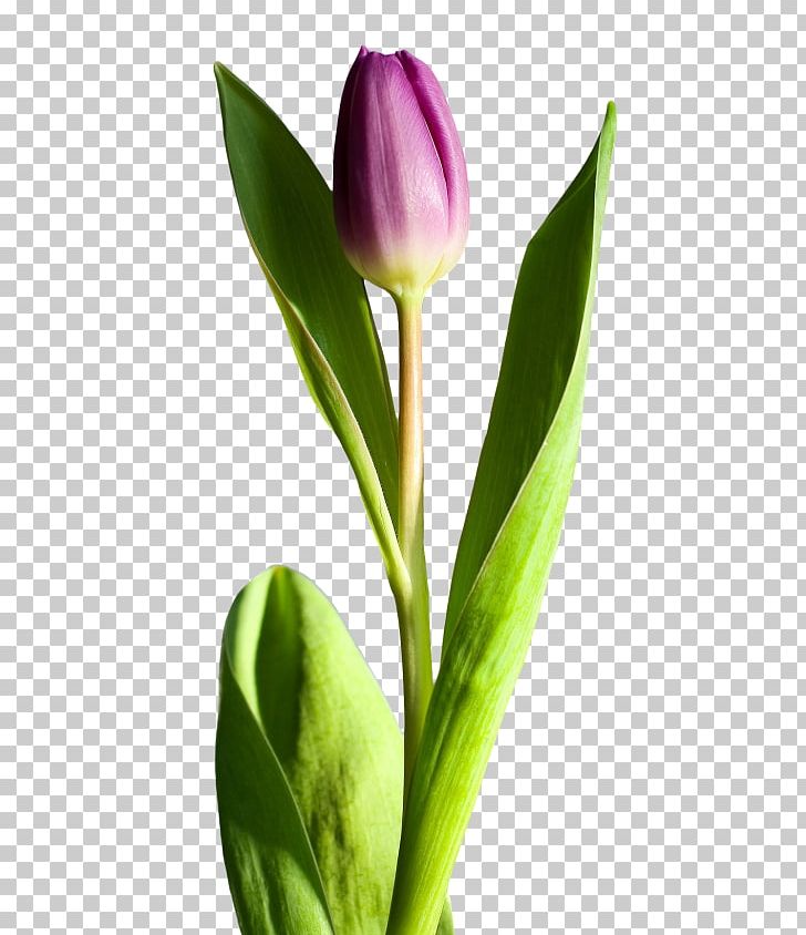 Cut Flowers Tulip PNG, Clipart, Bud, Cut Flowers, Dahlia, Flower, Flowering Plant Free PNG Download