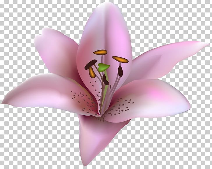 Flower Drawing PNG, Clipart, Bud, Drawing, Flower, Flowering Plant, Lilac Free PNG Download