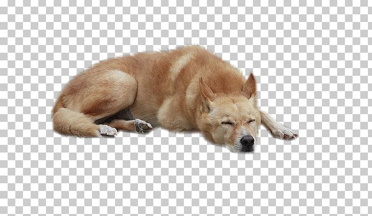 Labrador Retriever Puppy Scotch Collie PNG, Clipart, Animals, Cari, Carnivoran, Cat Dog, Computer Icons Free PNG Download