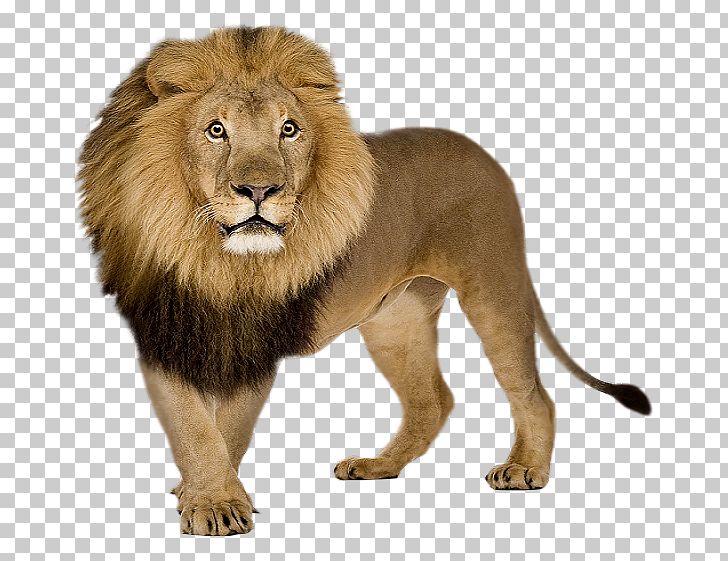 Lion Icon PNG, Clipart, Animal, Animals, Baboons, Big Cat, Big Cats Free PNG Download