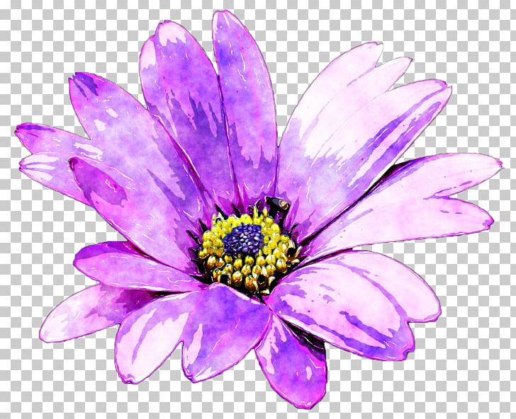 Purple Flower Watercolor Painting PNG, Clipart, Aster, Centerblog, Chrysanths, Closeup, Computer Wallpaper Free PNG Download