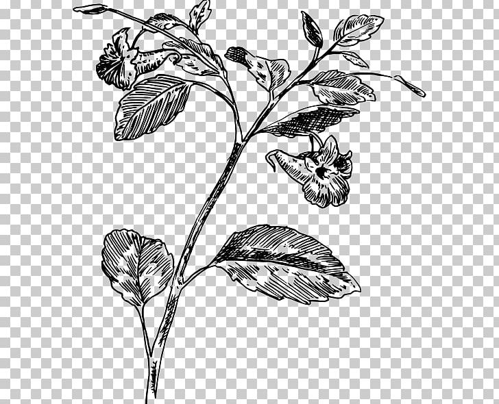 Twig Botany Plant Flower Leaf PNG, Clipart, Biology, Black And White, Botany, Branch, Drawing Free PNG Download