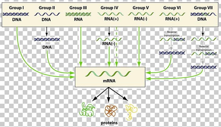 Baltimore Classification Virus Classification Virology Infection PNG, Clipart, Angle, Area, Biology, Cell, Diagram Free PNG Download