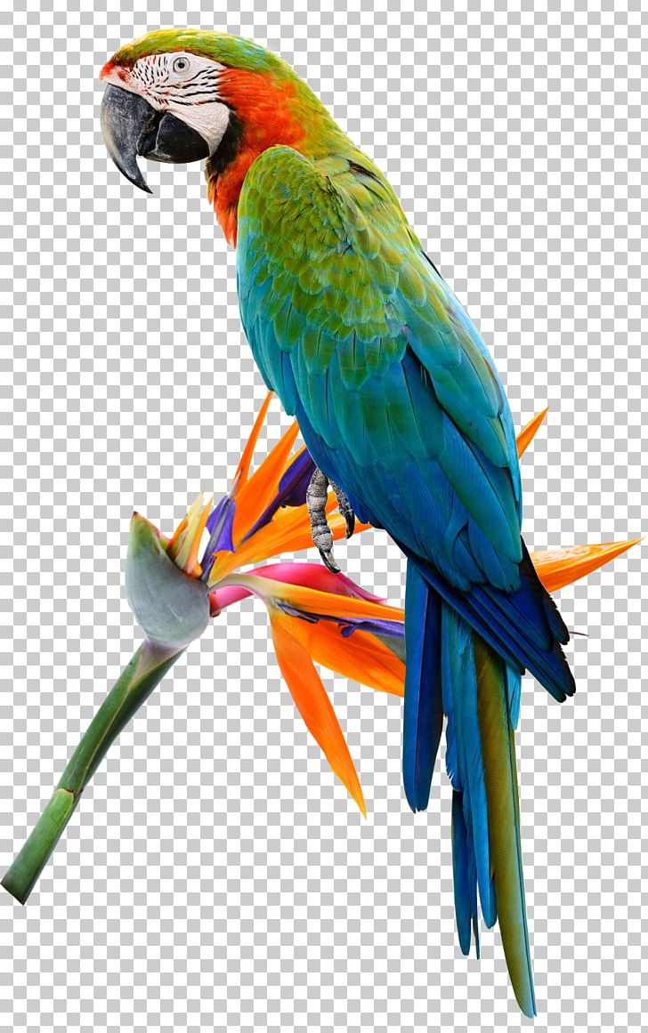 Bird Cockatoo Budgerigar Macaw Parakeet PNG, Clipart, Animals, Beak, Color, Common Pet Parakeet, Conure Free PNG Download