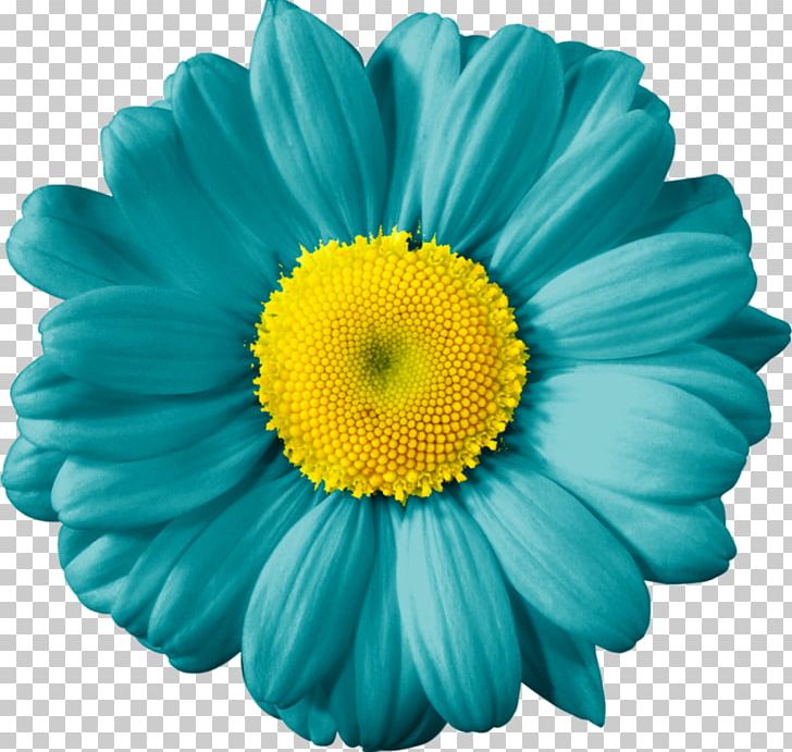 Common Daisy Yellow Transvaal Daisy Cut Flowers PNG, Clipart, Annual Plant, Aster, Blue, Bud, Chrysanths Free PNG Download