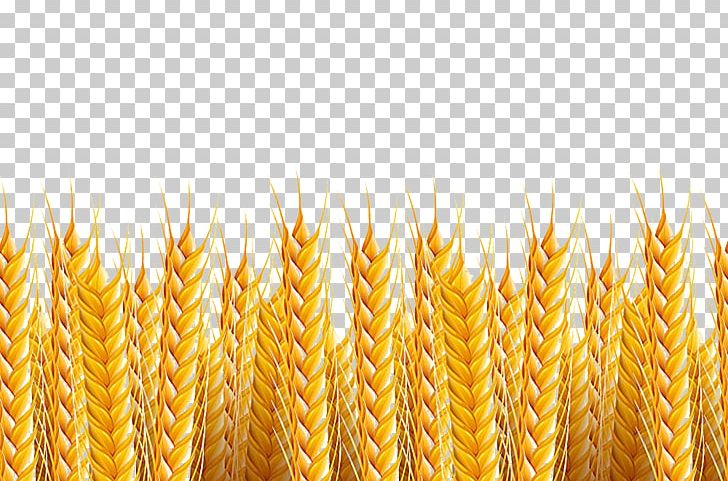 Wheat Stock Photography Illustration PNG, Clipart, Cereal, Dining, Food, Food Grain, Frame Free PNG Download