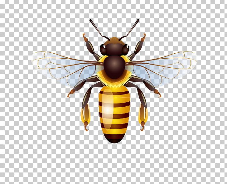 Honey Bee PNG, Clipart, Animal, Arthropod, Bee, Bee Hive, Bee Honey Free PNG Download