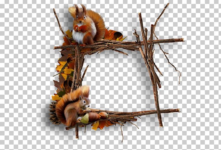 Photography Frames PNG, Clipart, 1 May, Animal, Autumn, Branch, Cluster Free PNG Download