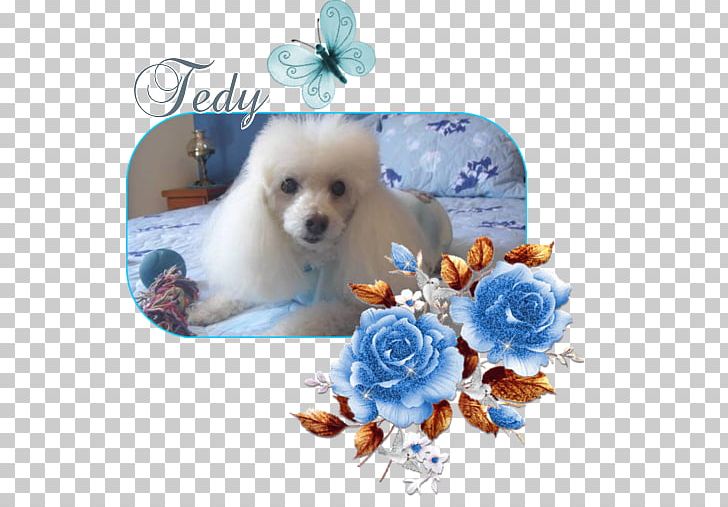 Pomeranian Puppy Dog Breed Companion Dog Breed Group (dog) PNG, Clipart, Animals, Bem, Blog, Breed, Breed Group Free PNG Download