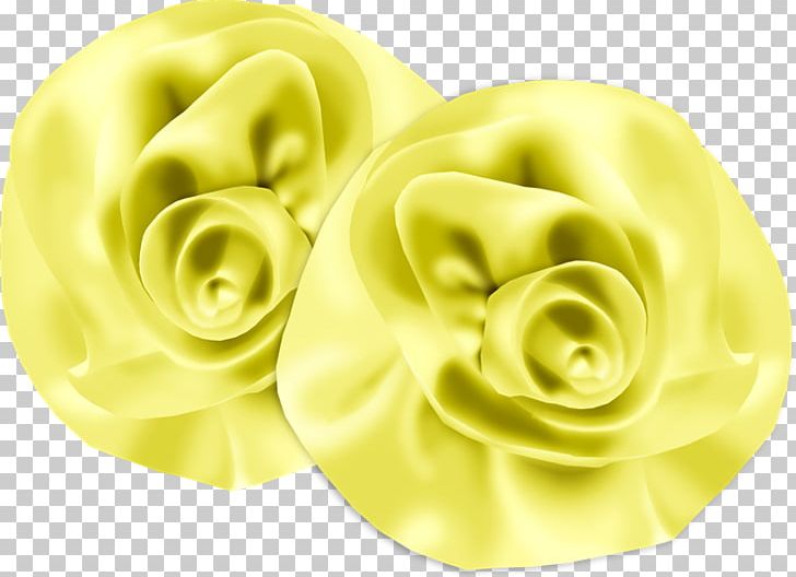 Rose Family PNG, Clipart, Rose, Rose Family, Yellow Free PNG Download