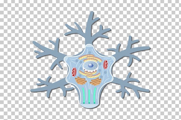 Soma Neuron Golgi Apparatus Cell Axon PNG, Clipart, Antler, Axon, Cell, Cell Nucleus, Dendrite Free PNG Download