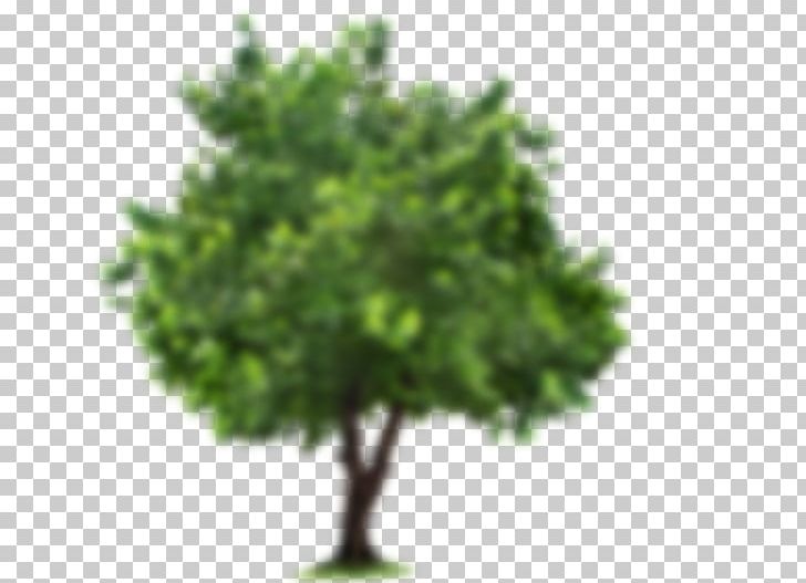 Tree PNG, Clipart, Branch, Computer Icons, Desktop Wallpaper, Download, Encapsulated Postscript Free PNG Download