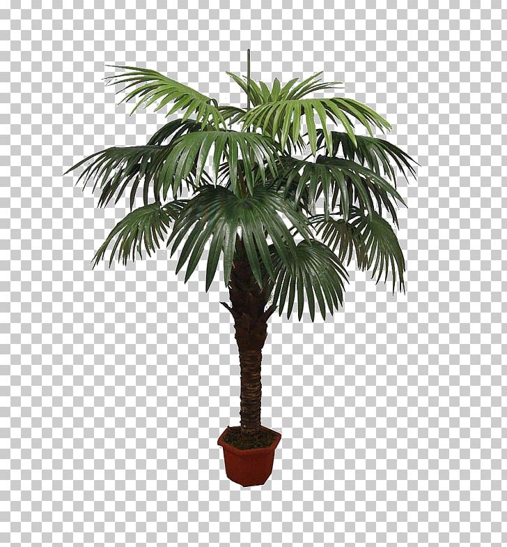 Asian Palmyra Palm Babassu Flowerpot Oil Palms Coconut PNG, Clipart, 1 June, Arecaceae, Arecales, Asian Palmyra Palm, Attalea Free PNG Download