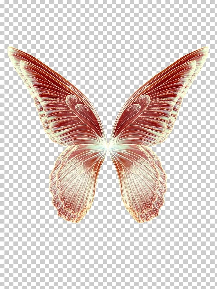 Butterfly Wing Feather PNG, Clipart, Beautiful, Cartoon, Download, Drawing, Dream Free PNG Download