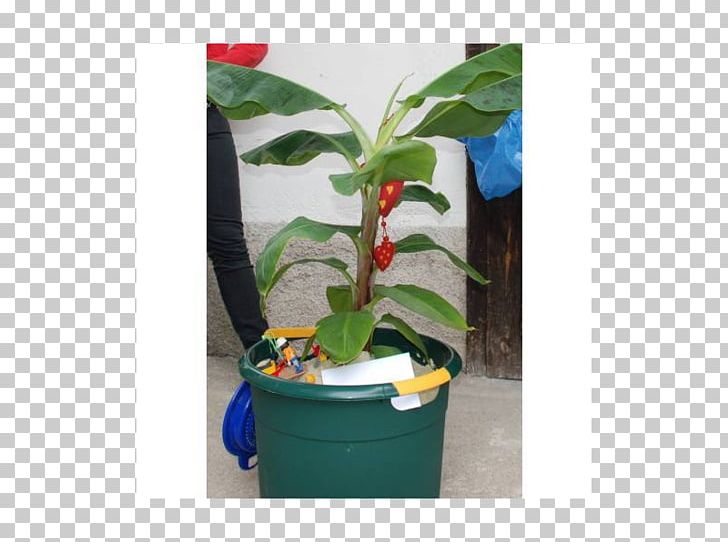 Flowerpot Plastic Houseplant Leaf Herb PNG, Clipart, Flora, Flowerpot, Herb, Houseplant, Leaf Free PNG Download