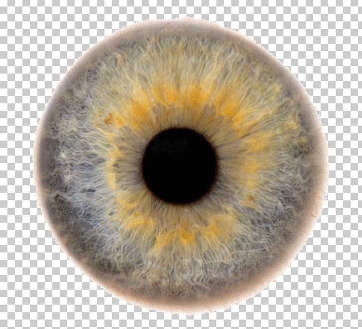 Iris Eye Color Human Eye PNG, Clipart, Eye Color, Eye Eye, Human Eye, Iris Free PNG Download