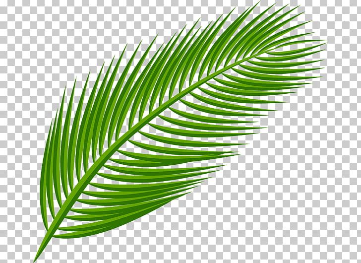Arecaceae Palm Branch Palm-leaf Manuscript PNG, Clipart, Arecaceae, Arecales, Autumn Leaf Color, Grass, Grass Family Free PNG Download