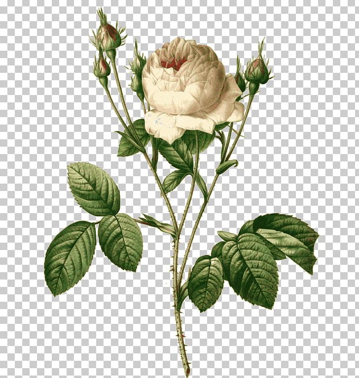 Cabbage Rose Art Printing PNG, Clipart, Art, Artist, Botany, Centifolia Roses, Cut Flowers Free PNG Download