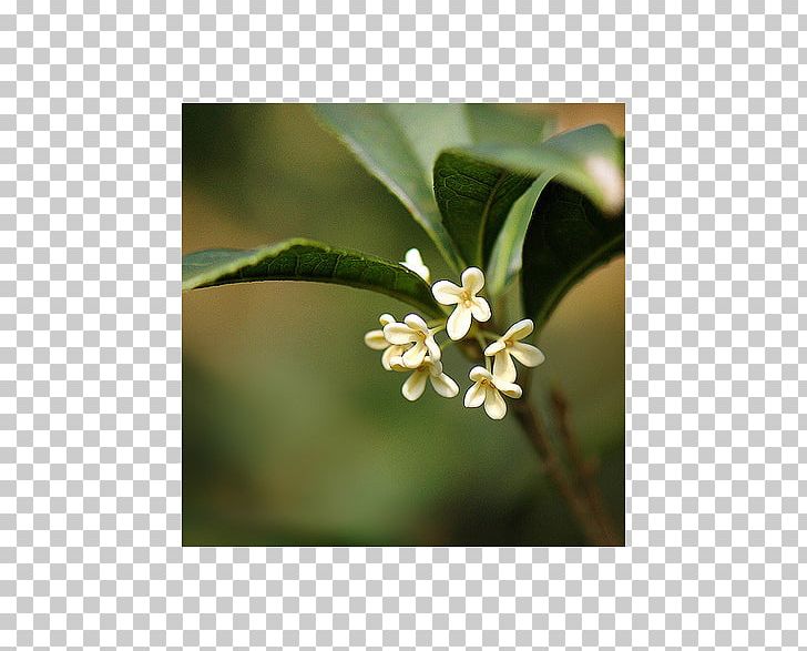 Plant Sweet Osmanthus PNG, Clipart, Eau De Parfum, Flower, Food Drinks, Gateau, Osmanthus Free PNG Download