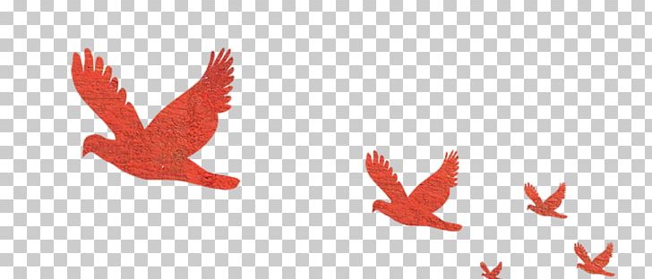 Red Flying Bird Flight Hawk PNG, Clipart, Android, Animals, Beak, Bird, Bird Free PNG Download