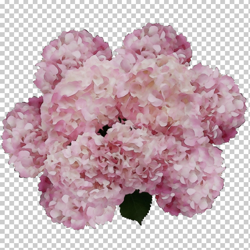 Hydrangea Cut Flowers Herbaceous Plant Shrub Petal PNG, Clipart, Cut Flowers, Family, Flower, Herbaceous Plant, Hydrangea Free PNG Download