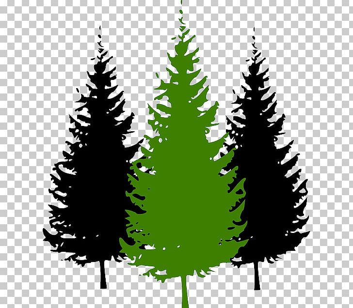 Pine Graphics Tree Fir PNG, Clipart, Branch, Cartoon, Christmas Decoration, Christmas Ornament, Christmas Tree Free PNG Download