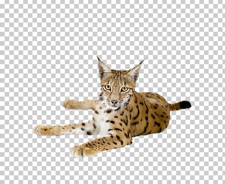 Savannah Cat British Shorthair Eurasian Lynx Canada Lynx PNG, Clipart, Animal, Animals, Bengal, Bobcat, California Spangled Free PNG Download