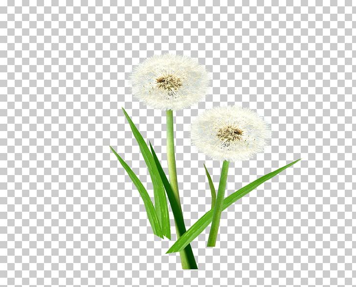 Common Dandelion PNG, Clipart, Black Dandelion, Common Dandelion, Cut Flowers, Dandelion, Dandelion Flower Free PNG Download