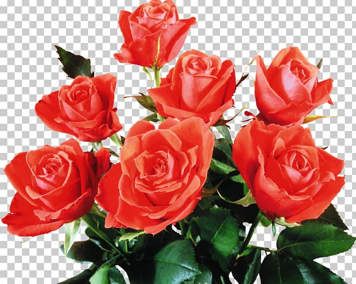 Beach Rose Garden Roses Flower Bouquet Green PNG, Clipart, Annual Plant, Beach Rose, Bouquet Of Flowers, China Rose, Computer Free PNG Download