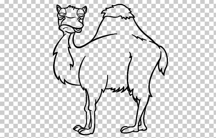 Dromedary Bactrian Camel Drawing Coloring Book Whiskers PNG, Clipart, Animal, Bactrian Camel, Black And White, Boring, Carnivoran Free PNG Download