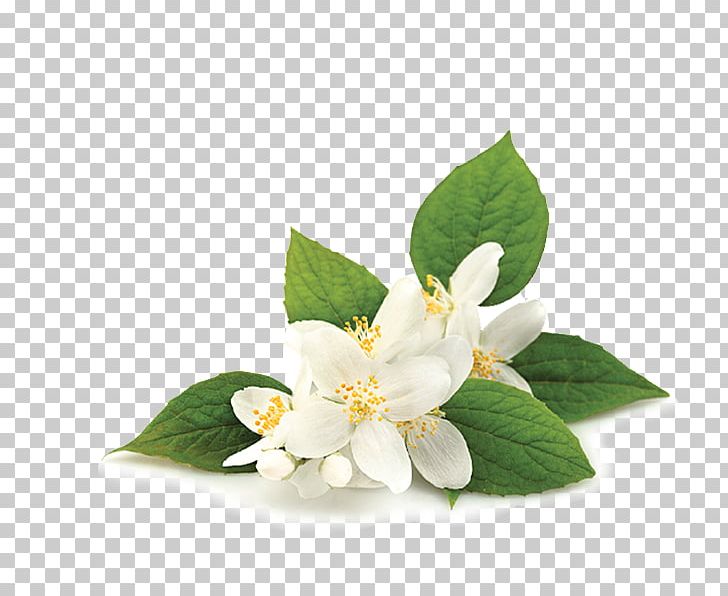 Essential Oil Neroli Absolute Jasmine PNG, Clipart, Absolute, Aroma Compound, Blossom, Cananga Odorata, Essential Fatty Acid Free PNG Download