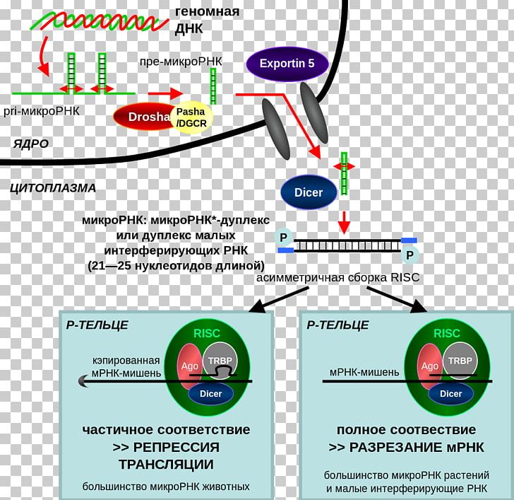 RNA Interference CRISPR Small Interfering RNA MicroRNA PNG, Clipart, Area, Biology, Brand, Cell, Crispr Free PNG Download