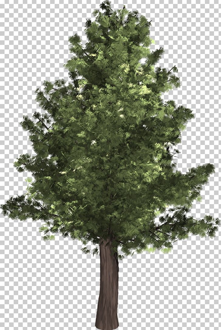 Populus Alba Populus Nigra Tree PNG, Clipart, American Sycamore, Branch, Conifer, Cottonwood, Deciduous Free PNG Download